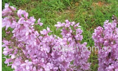 果蔬百科芫花-0