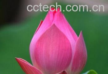 果蔬百科荷花-0