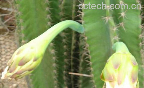 果蔬百科大轮柱-0