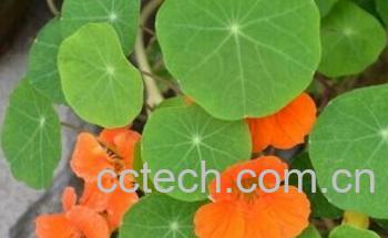 果蔬百科旱金莲-0