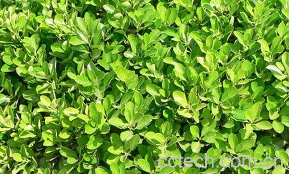 果蔬百科大叶黄杨-0