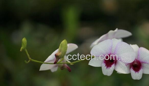 果蔬百科大瘤瓣兰-0