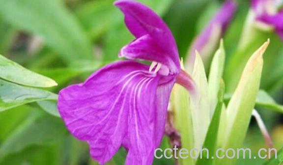 果蔬百科大象牙参-0