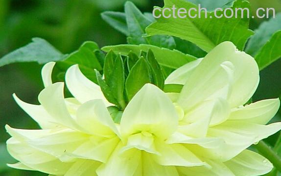 果蔬百科大丽菊-0