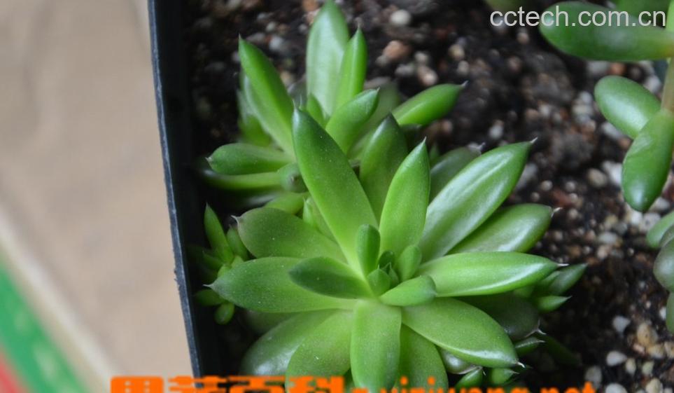 果蔬百科瓦松-0