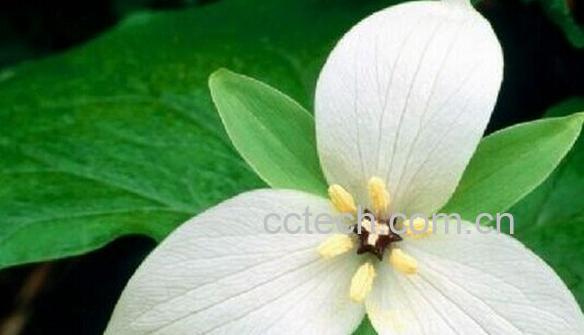 果蔬百科大花延龄草-0