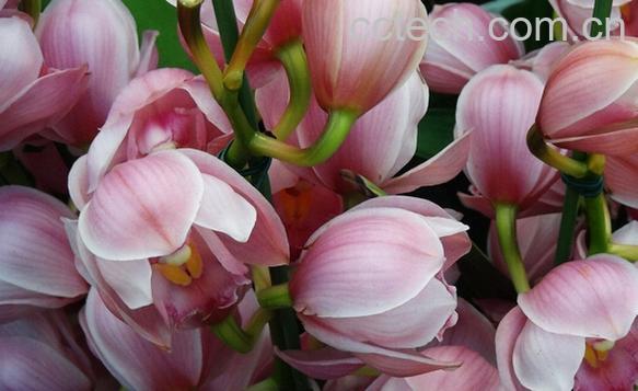 果蔬百科大花蕙兰-0