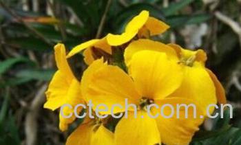 果蔬百科桂竹香-0