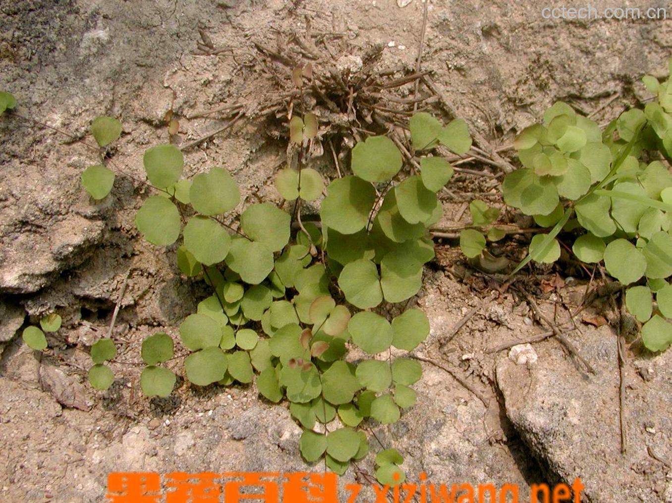 果蔬百科团羽铁线蕨的功效与作用-0