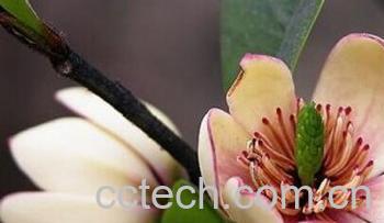 果蔬百科含笑-0