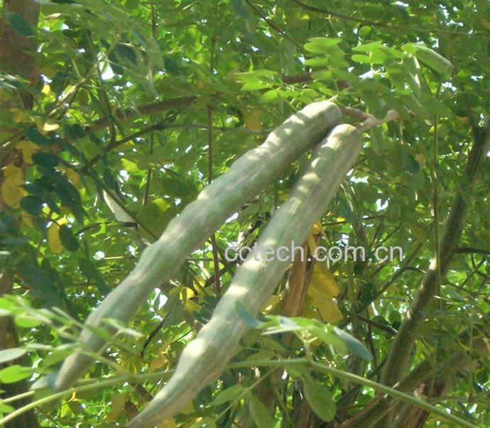 果蔬百科辣木的功效与作用-0