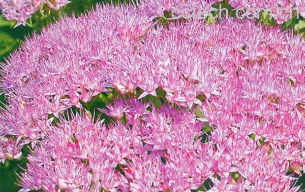 果蔬百科华丽景天的功效与作用-0