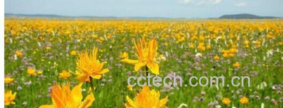 果蔬百科金莲花-0