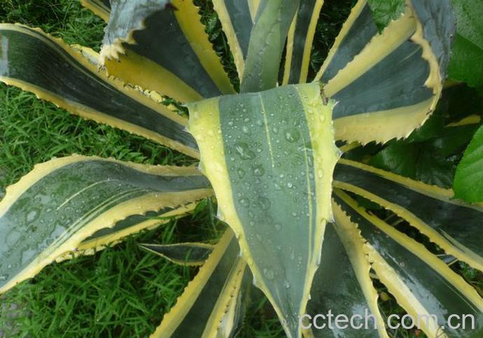 果蔬百科金边龙舌兰的功效与作用-0