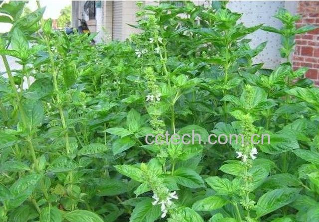 果蔬百科九层塔的功效与作用-0