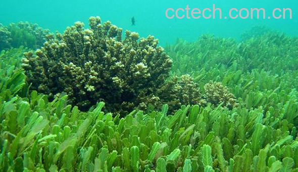 果蔬百科海藻的功效与作用-0