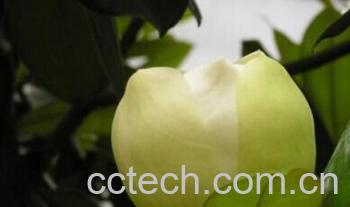 果蔬百科广玉兰-0