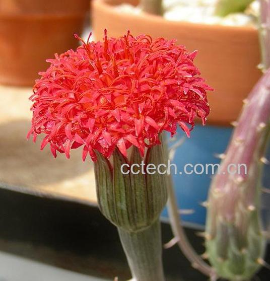 果蔬百科泥鳅掌-0