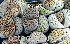 果蔬百科生石花-0