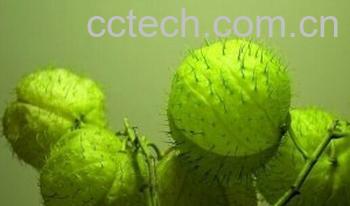 果蔬百科气球花-0