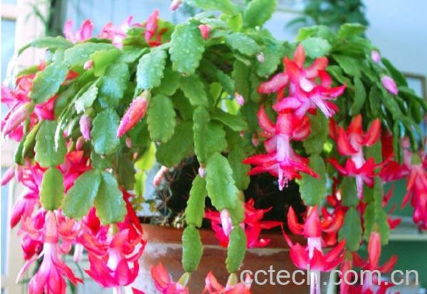 果蔬百科蟹爪兰的养殖方法和注意事项-0