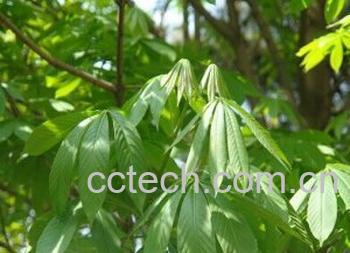 果蔬百科七叶树-0