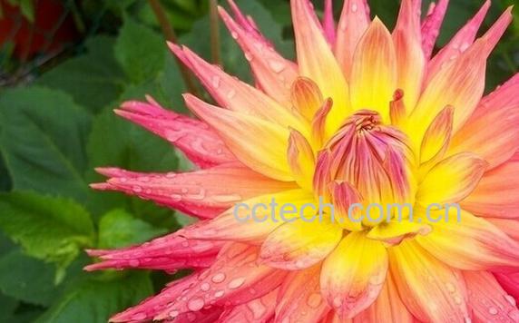 果蔬百科大理花-0