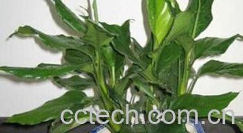 果蔬百科广东万年青-0