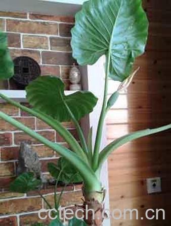 果蔬百科滴水观音-0