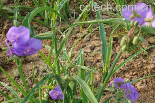 果蔬百科紫露草-0