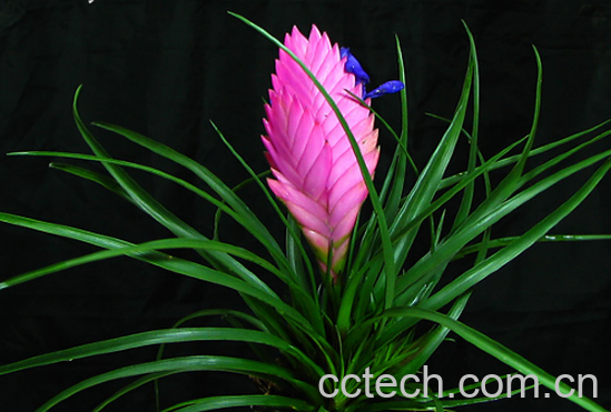 果蔬百科紫花凤梨-0