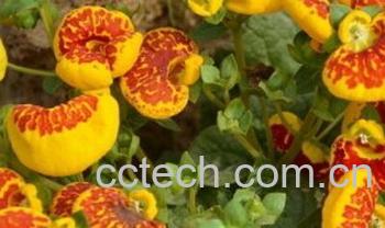 果蔬百科蒲包花-0