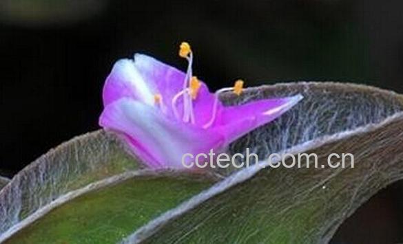 果蔬百科白雪姬-0