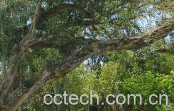 果蔬百科菩提树-0