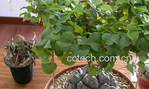 果蔬百科龟甲龙-0