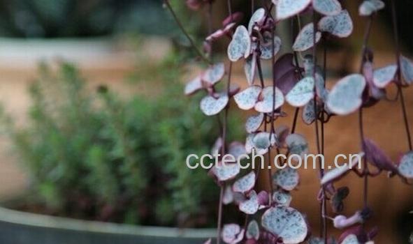 果蔬百科爱之蔓-0