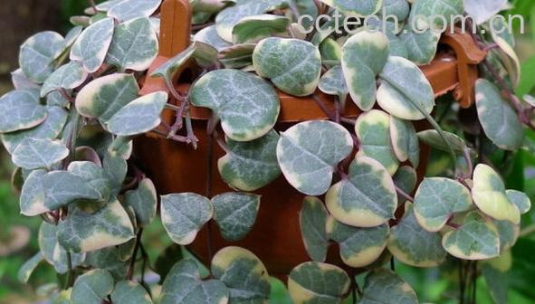 果蔬百科花叶爱之蔓-0