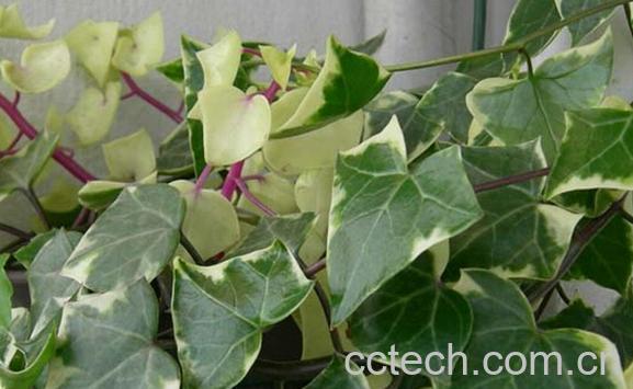 果蔬百科金玉菊-0