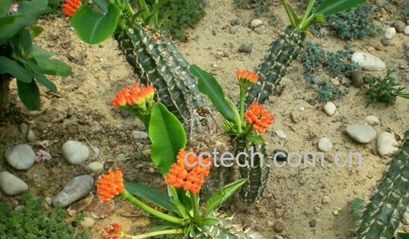 果蔬百科喷火龙-0