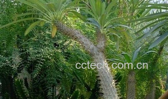 果蔬百科棒棰树-0