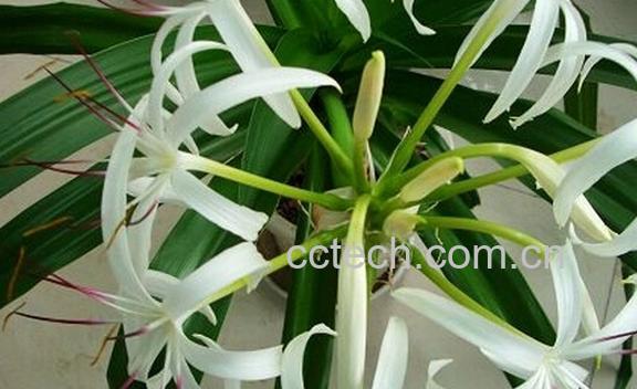 果蔬百科文殊兰-0