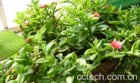 果蔬百科心叶冰花-0