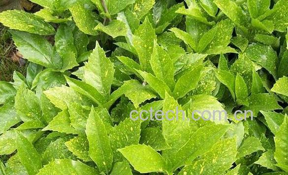 果蔬百科桃叶珊瑚-0