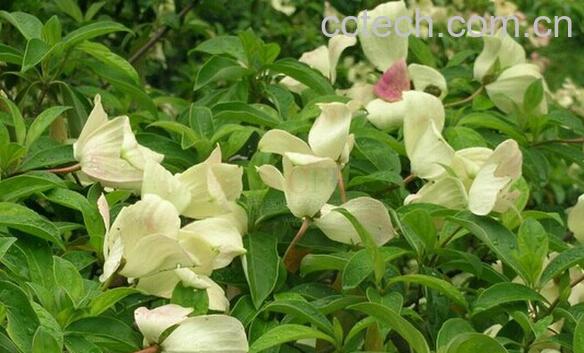 果蔬百科头状四照花-0