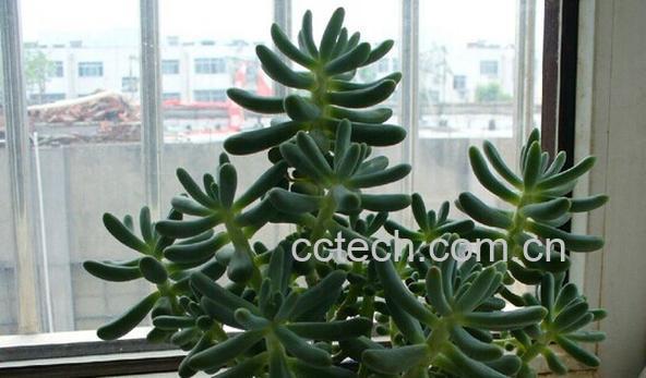 果蔬百科松鼠尾-0