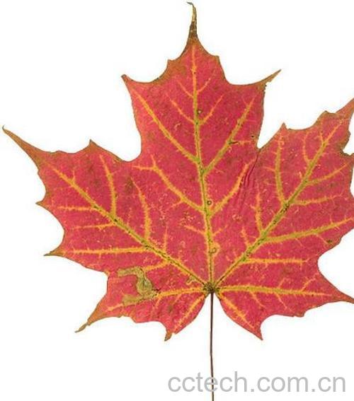 果蔬百科红叶之秋-0