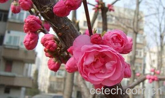 果蔬百科台湾水鸭脚-0