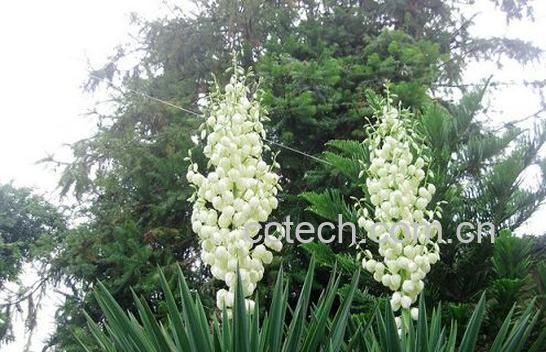 果蔬百科剑麻-0