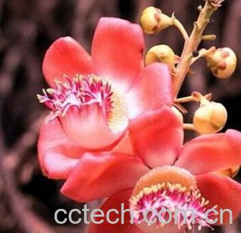 果蔬百科菩提花-0