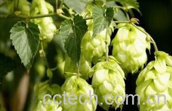果蔬百科啤酒花-0